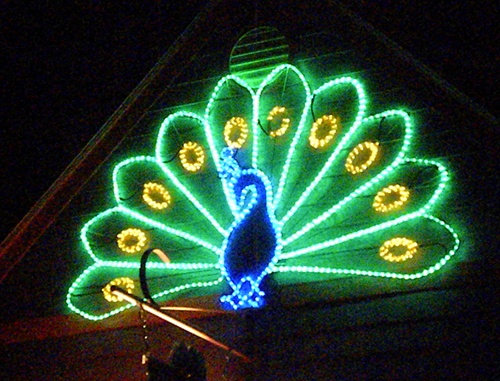 Peacock in Christmas Lights